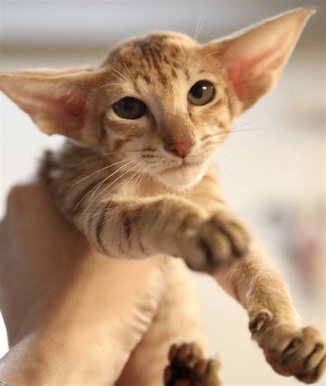 Excellent physical condition. . Oriental shorthair cat for sale near me